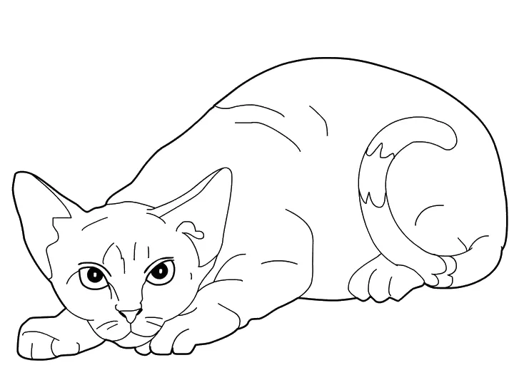 Playful Cat Posing Coloring Pages